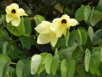 Vibrant Yellow Bauhinia Plants in Full Bloom