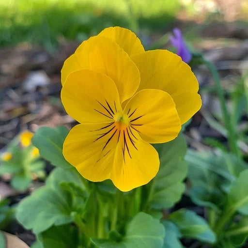 Velour Flower seeds for Planting Garden Favorite Heirloom & GMO Free Seeds for Home Garden 
 
 Sale