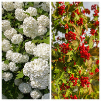 European Cranberry (Viburnum opulus) shrub seeds for planting