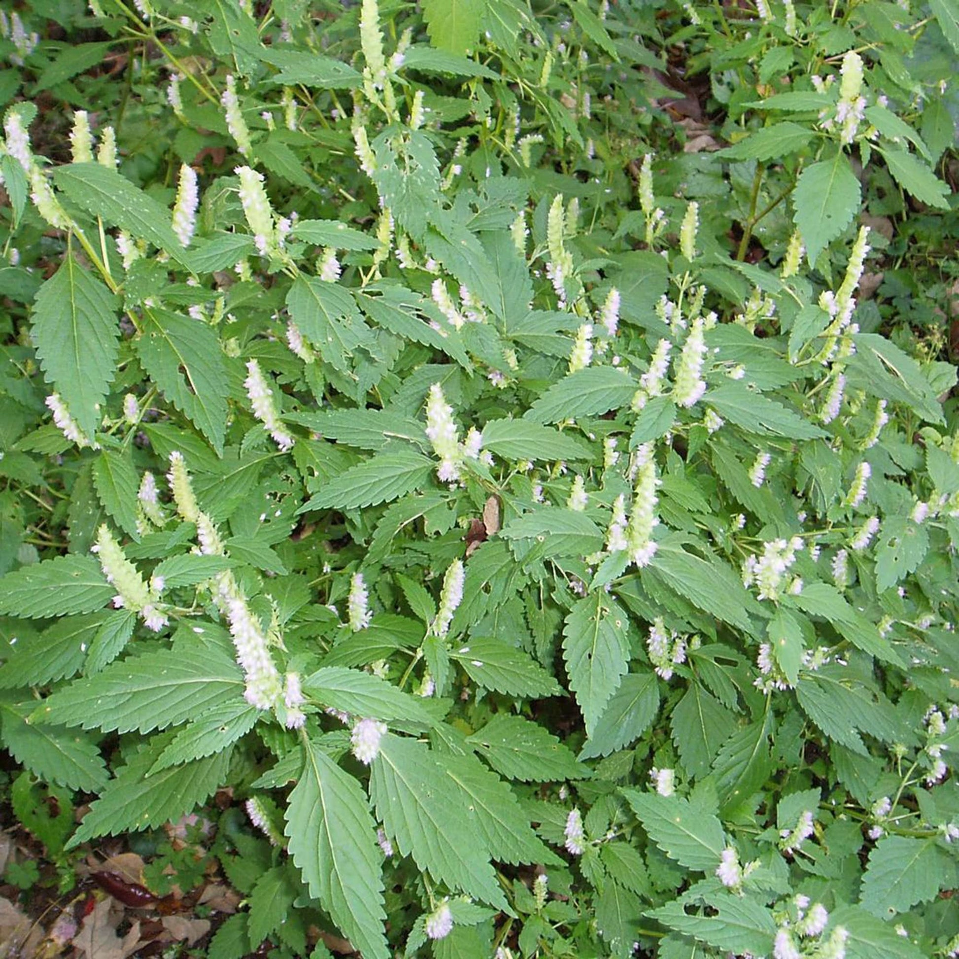 Vietnamese Mint moisture-loving ornamental herb