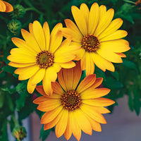 Orange Osteospermum Flower seeds for Planting - Easy to Grow, Heirloom & GMO Free Seeds for Home Garden