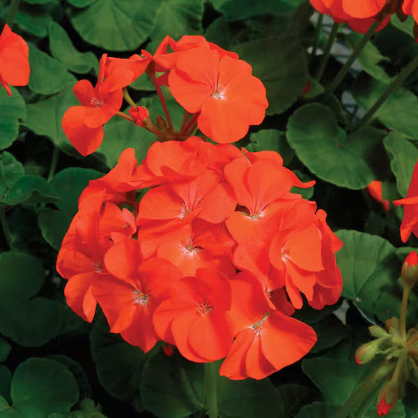 Pelargonium Orange Flower seeds for Planting Pollinator Friendly Heirloom & GMO Free Seeds for Home Garden
 
 Sale