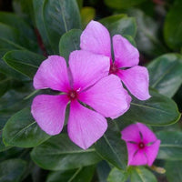 Periwinkle Flower Seeds for Easy Planting