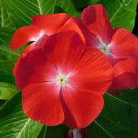 Periwinkle Flower seeds for Planting Drought Tolerant Heirloom & GMO Free Seeds for Home Garden 
 
 Sale