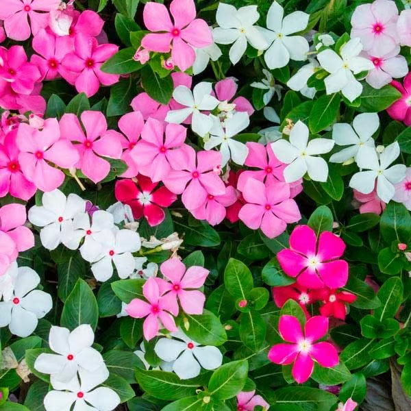 Pink Vinca Rosea Flower seeds for Planting - Shade Tolerant, Heirloom & GMO Free Seeds for Home Garden