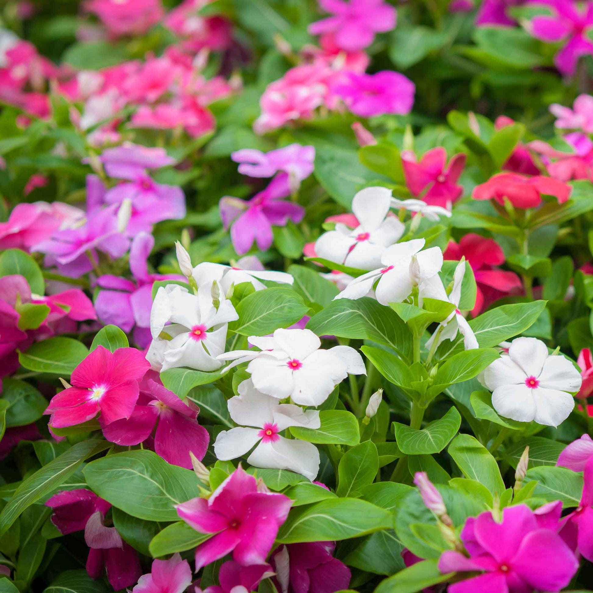Periwinkle Flower seeds for Planting - Seasonal Bloomer, Heirloom & GMO Free Seeds for Home Garden