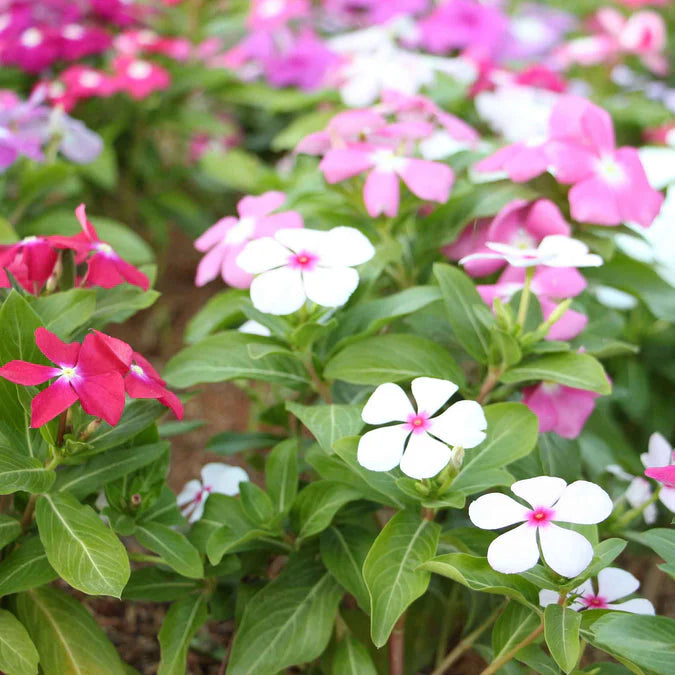 Vinca Periwinkle Flower seeds for Planting Fragrant Blossoms Heirloom & GMO Free Seeds for Home Garden