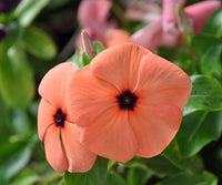 Orange Vinca Flower seeds for Planting - Colorful Display, Heirloom & GMO Free Seeds for Home Garden