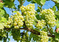 White Muscat grapevine grown from seeds on a trellis