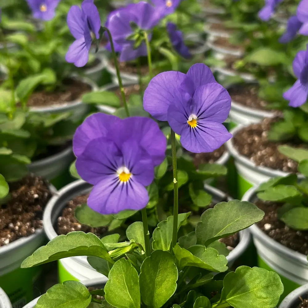 Viola Flower seeds for Planting, Perfect for Borders Heirloom & GMO Free Seeds for Home Garden