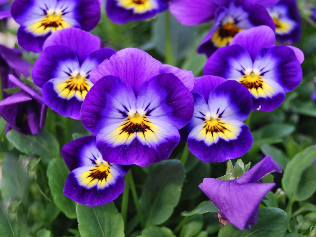 Purple Viola Flower seeds for Planting - Seasonal Bloomer, Heirloom & GMO Free Seeds for Home Garden