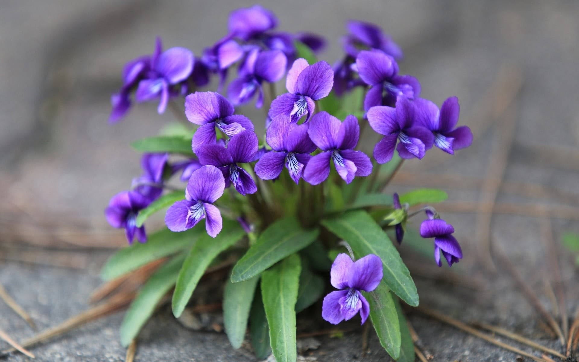 Blue Viola Mandshurica Flower seeds for Planting - Easy to Grow, Heirloom & GMO Free Seeds for Home Garden