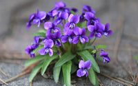 Blue Viola Mandshurica Flower seeds for Planting - Easy to Grow, Heirloom & GMO Free Seeds for Home Garden
