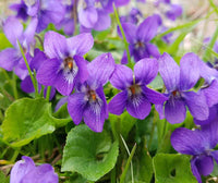 Viola Yedoensis Flower seeds for Planting Premium Quality Heirloom & GMO Free Seeds for Home Garden