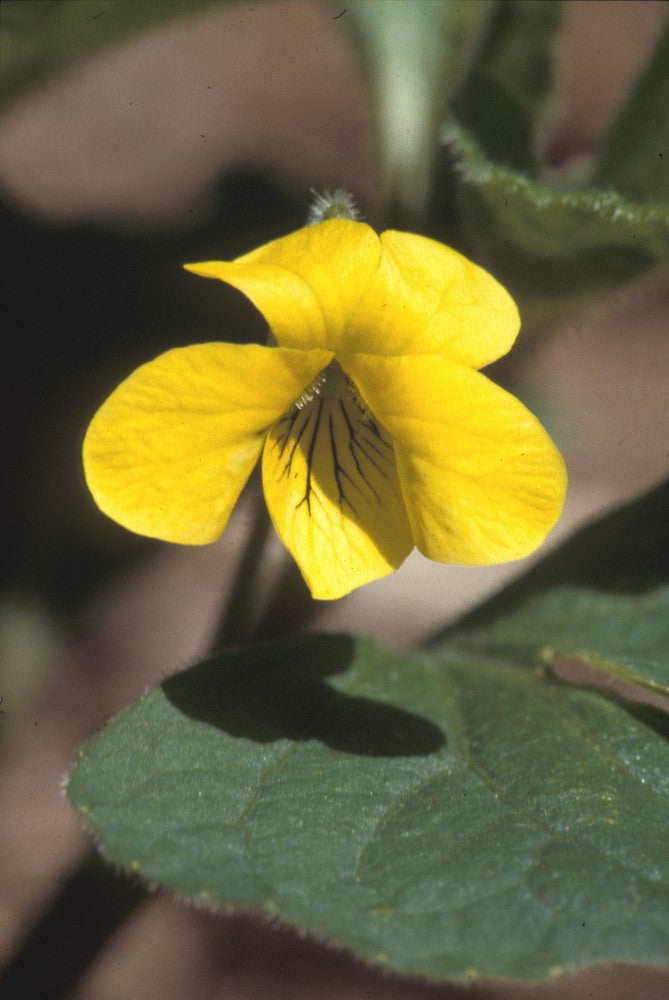 Yellow Viola Pubescens Plant Seeds for Planting