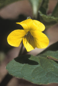 Yellow Viola Pubescens Plant Seeds for Planting