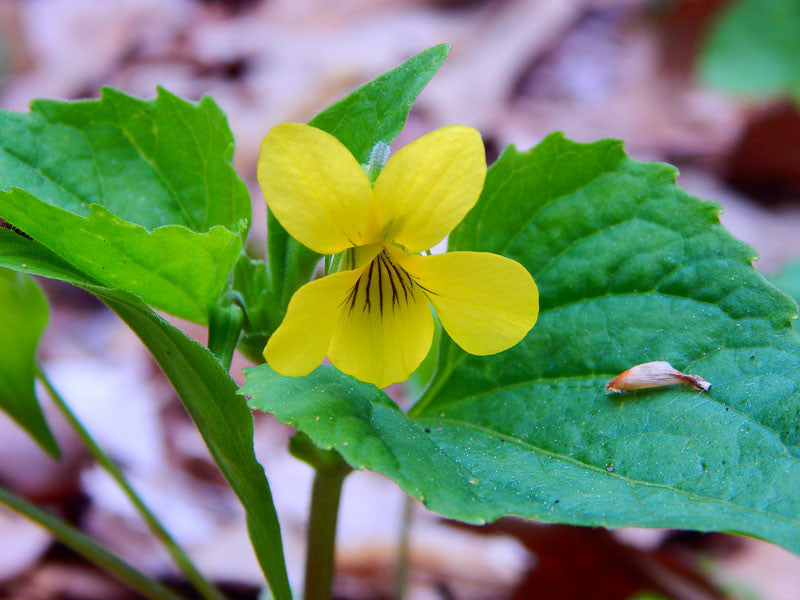 Yellow Viola Pubescens Plant Seeds for Planting
