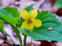Yellow Viola Pubescens Plant Seeds for Planting