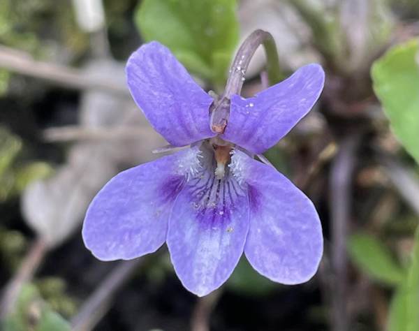 Viola Flower seeds for Planting Hardy Variety Heirloom & GMO Free Seeds for Home Garden