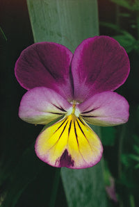 Pansy Viola Flower seeds for Planting Garden Favorite Heirloom & GMO Free Seeds for Home Garden