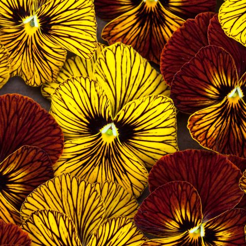 Tiger Eye Flower seeds for Planting Cottage Garden Essential Heirloom & GMO Free Seeds for Home Garden 
 
 Sale