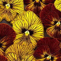 Tiger Eye Flower seeds for Planting Cottage Garden Essential Heirloom & GMO Free Seeds for Home Garden 
 
 Sale