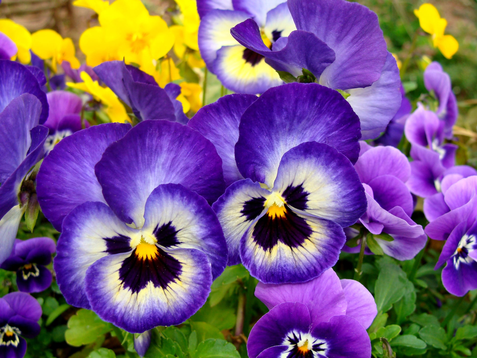 Pansy Flower seeds for Planting - Cottage Garden Essential, Heirloom & GMO Free Seeds for Home Garden