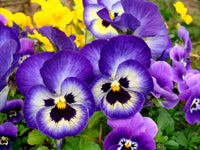 Pansy Flower seeds for Planting - Cottage Garden Essential, Heirloom & GMO Free Seeds for Home Garden