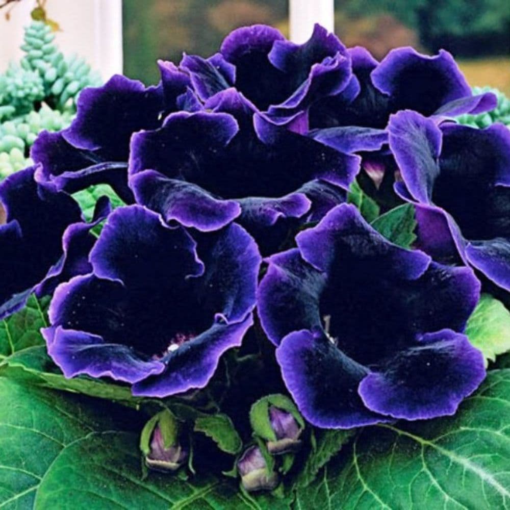 Dark Blue Gloxinia Flower seeds for Planting - Bright Blooms, Heirloom & GMO Free Seeds for Home Garden