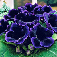 Dark Blue Gloxinia Flower seeds for Planting - Bright Blooms, Heirloom & GMO Free Seeds for Home Garden