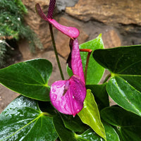 Violet Anthurium Linden Flower Seeds for Elegant Garden Planting