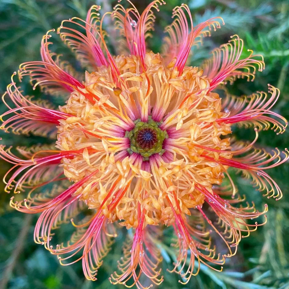 Violet Banksia Flower Seeds for Planting