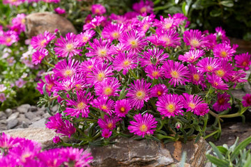 Violet Delosperma Flowering Seeds for Planting