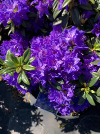 Violet Rhododendron flowers in full bloom