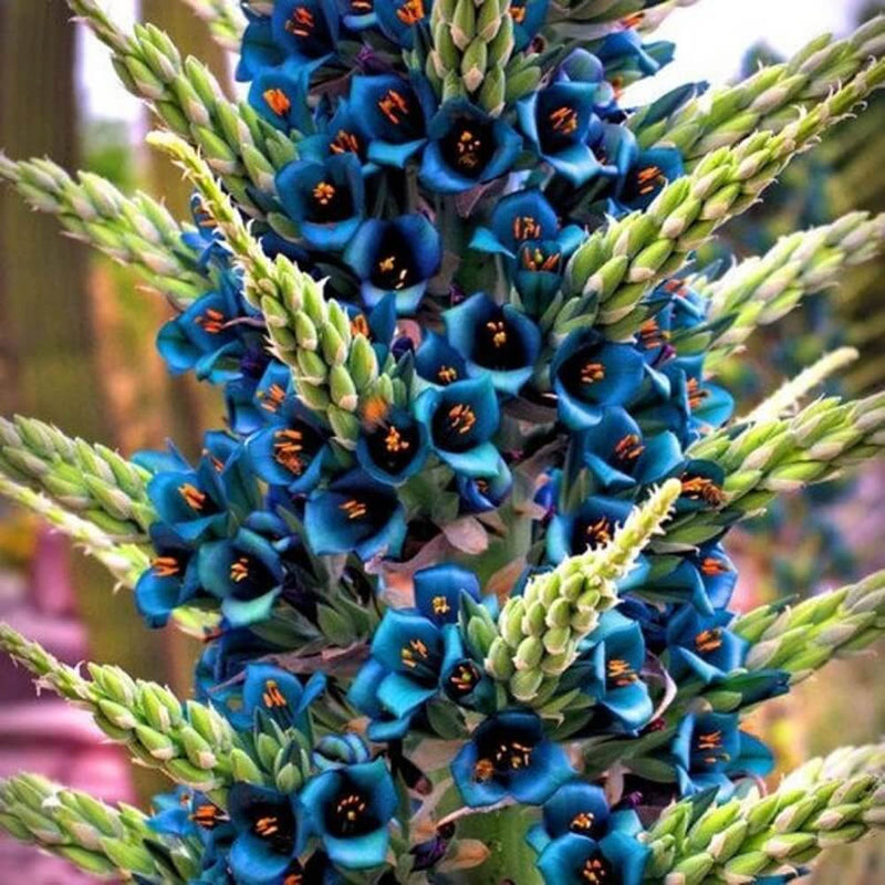 Violet Sapphire Tower Plant Seeds for Planting – Exotic Garden Blooms