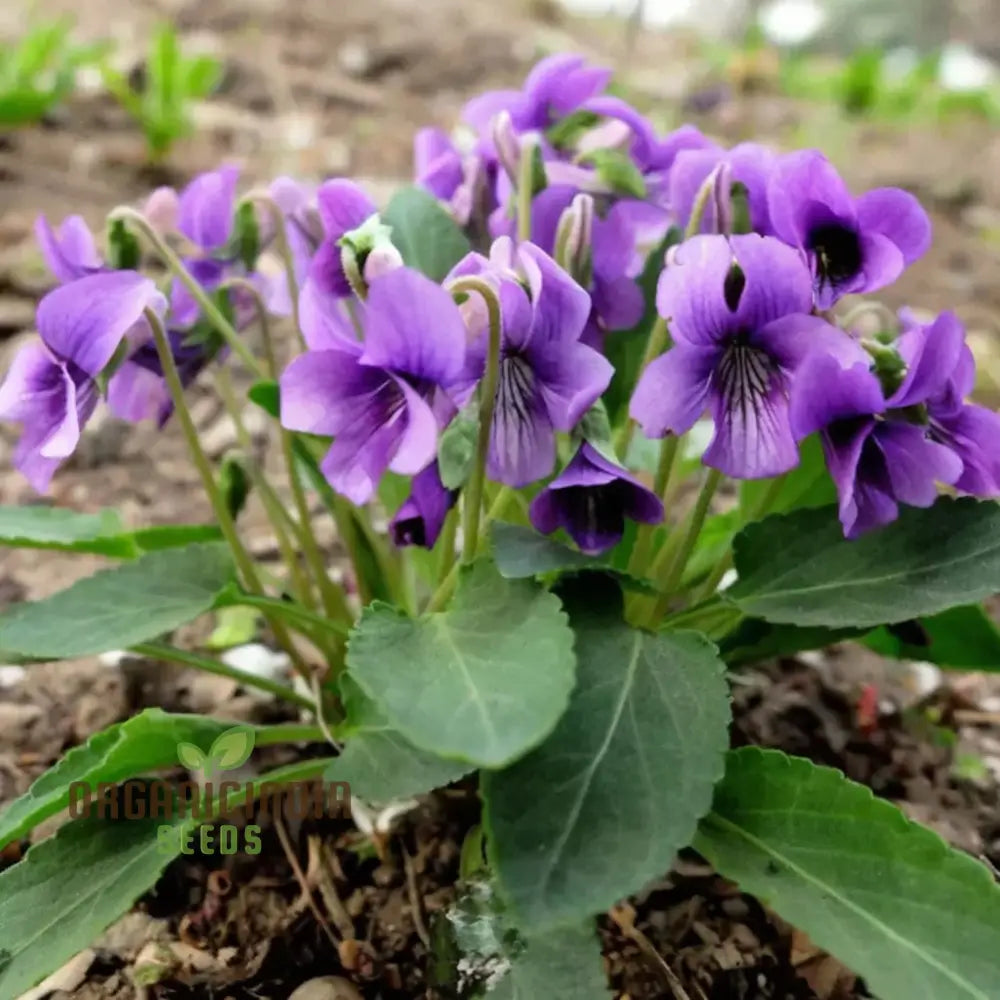 Viola Yedoensis Flower seeds for Planting Premium Quality Heirloom & GMO Free Seeds for Home Garden