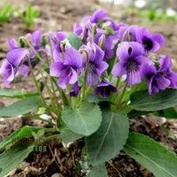 Viola Yedoensis Flower seeds for Planting Premium Quality Heirloom & GMO Free Seeds for Home Garden