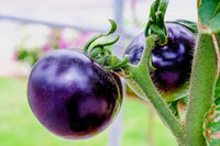 Freshly harvested violet tomatoes from garden