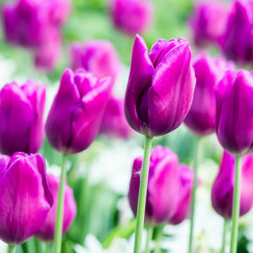 Violet Tulip flower seeds for elegant spring blooms
