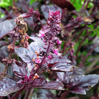 Violet Ocimum Flower seeds for Planting - Cottage Garden Essential, Heirloom & GMO Free Seeds for Home Garden