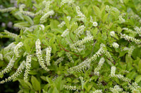 White Sweetspire Flower seeds for Planting - Sun Loving, Heirloom & GMO Free Seeds for Home Garden