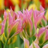 Green Pink Tulip Flower seeds for Planting - Wildflower Mix, Heirloom & GMO Free Seeds for Home Garden