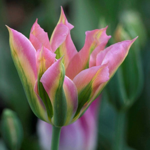 Green Pink Tulip Flower seeds for Planting - Wildflower Mix, Heirloom & GMO Free Seeds for Home Garden