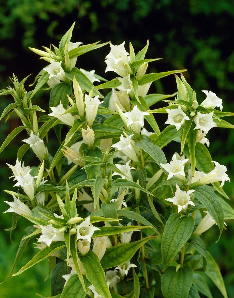 White Gentian Flower seeds for Planting Easy to Grow Heirloom & GMO Free Seeds for Home Garden