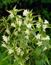 White Gentian Flower seeds for Planting Easy to Grow Heirloom & GMO Free Seeds for Home Garden