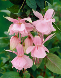 Fuchsias Flower seeds for Planting - Hardy Variety, Heirloom & GMO Free Seeds for Home Garden