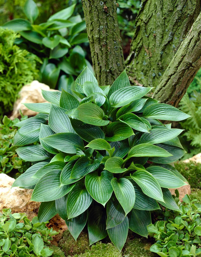 Green Hosta Flower seeds for Planting - Long Bloom Season, Heirloom & GMO Free Seeds for Home Garden