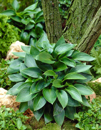 Green Hosta Flower seeds for Planting - Long Bloom Season, Heirloom & GMO Free Seeds for Home Garden