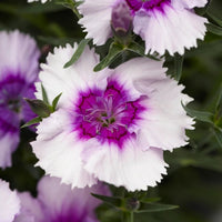 Dianthus Lavender Flower seeds for Planting - Cut Flower Favorite, Heirloom & GMO Free Seeds for Home Garden
