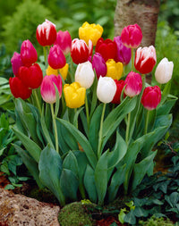 Rainbow Tulip Flower seeds for Planting Premium Quality Heirloom & GMO Free Seeds for Home Garden